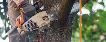 How Our Tree Care Process Works  in  Freemansburg, PA