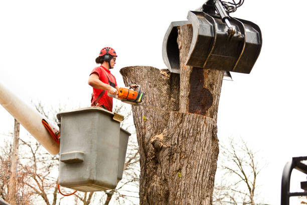 Best Tree Risk Assessment  in Freemansburg, PA